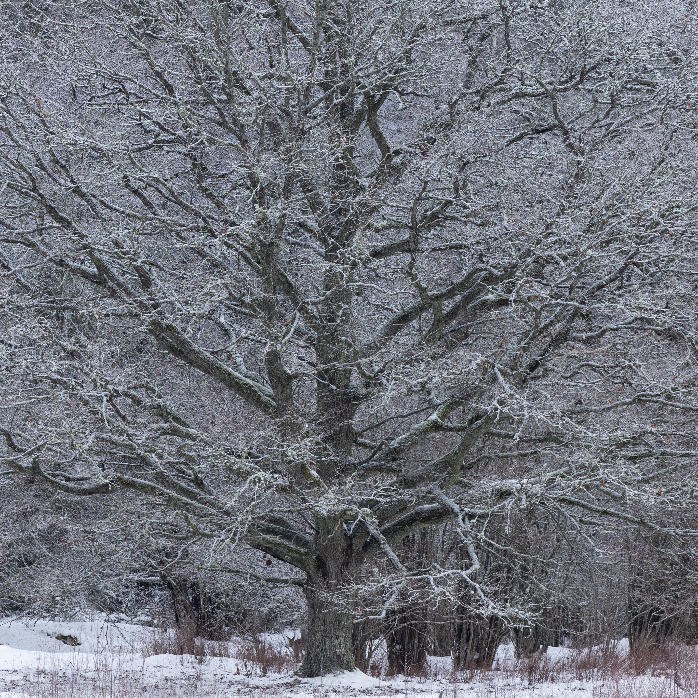 Träd i vinterskrud